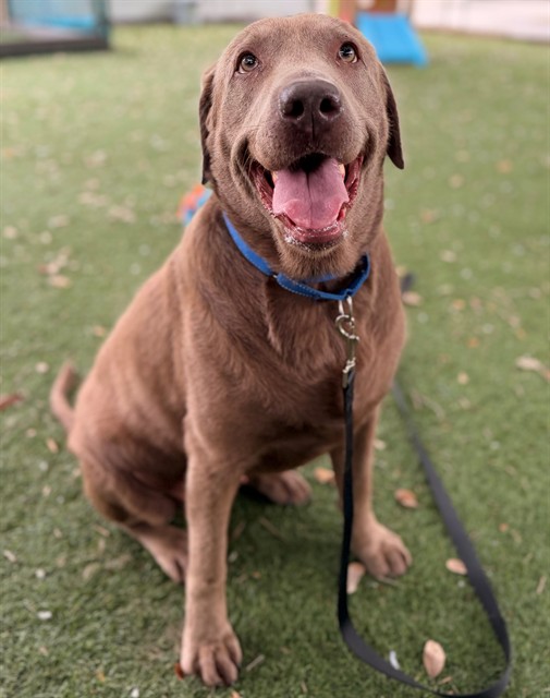 Image of Pet