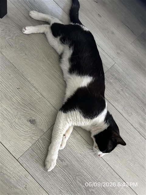 #animal_name#