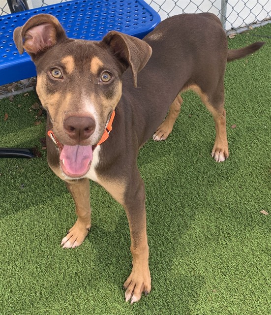 Image of Pet
