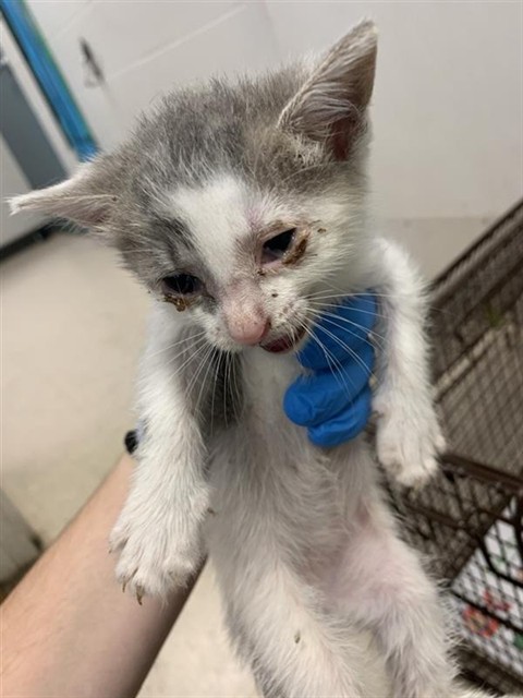 Wendy