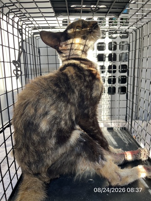 #animal_name# #animal_name#